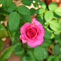 今朝の薔薇
