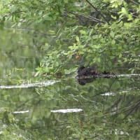抱卵中のカイツブリ
