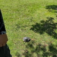 治水緑地公園を散歩しています。