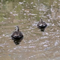 ４月の武蔵関公園の野鳥