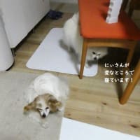 らぁちゃんの左目