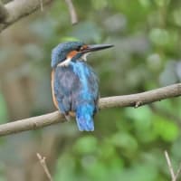 人気の翡翠鳥を訪ねて！・・・カワセミ