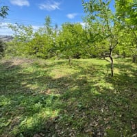 山の柿畑の草刈り