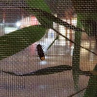 下鴨神社　蛍の茶会