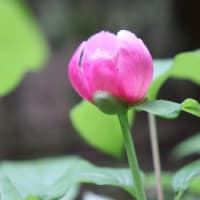 学能堂山　ベニバナヤマシャクヤク　2025