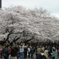 花見。