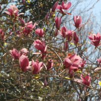 2025年 満開の桜（その２ ）裏山のソメイヨシノ / さくらさくら＆花は咲く