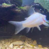 熱帯魚と雑談