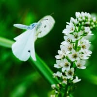 自然教育園日記　その312  中判カメラで虫を撮る