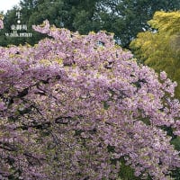 東御苑、梅から桜の季節。