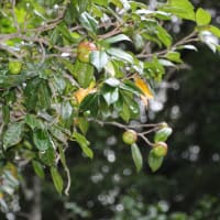 ポタリと花が落ちる　ツバキ　