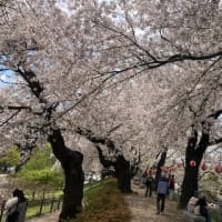 桜🌸満開、前橋公園