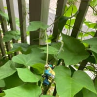 種蒔きから　2ヶ月。。。🌱