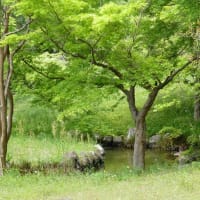 馬見丘陵公園　　2025.4　新緑と花壇の花