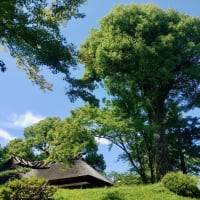 KODEN SUGOMORI（TSURU NO SUGOMORI）［古伝巣籠（鶴の巣籠）］ ／ 寄田真見乃