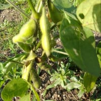 野菜づくし