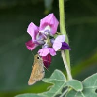 寺家ふるさと村観察会