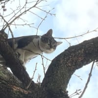 今日は暖か