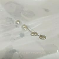 メダカの産卵