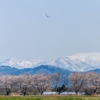 与板の桜 2025年