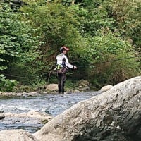 鮎、仁科川引き水で好活性