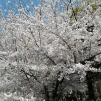 堀川沿いの桜2011 4