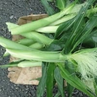 ヤングコーン収穫
