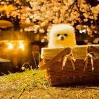 お花追っかけ～～・・・＠五条川　夜桜