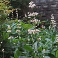 今朝の八幡宮
