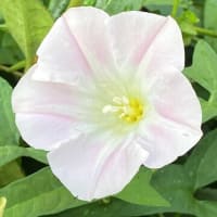 朝ウォーキングの風景。令和7年6月26日。花が３つ。