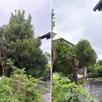 【月桂樹剪定作業】大きくなりすぎた月桂樹を小さく管理しやすいサイズへ｜蜂の巣駆除も同時作業