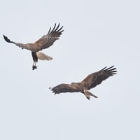 チュウヒの空中餌渡し