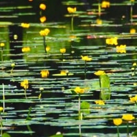関ケ原の十九女池へスイレンとヒメコウホネの花を見に出かけた