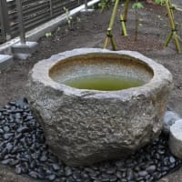 庭木を植えました