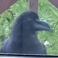 毎日家庭訪問⁈(笑)するカラスさん