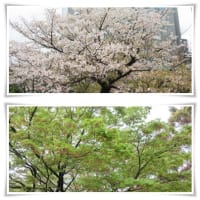 桜を楽しむ