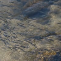 稚アユの放流（８回目）