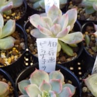 欲しかったから