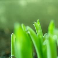 ギボウシの新芽に朝露ころころと♪