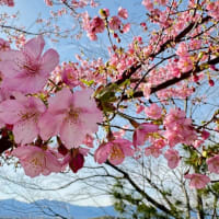 早咲きの桜。。。🌸