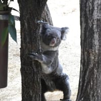 コアラの散歩（１）