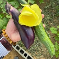 初モノ②