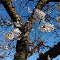 今日のむつ市の桜！4月21日。