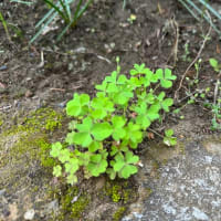 オサンポ walk - 植物plant : カタバミ oxalis