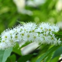 黄色のカタクリとウワミズザクラ