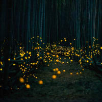 竹林のヒメボタル