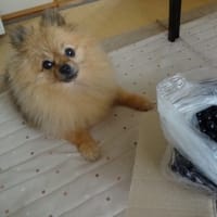 旬の美味しいお届け物＊ブルーベリー＊