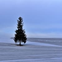 色んな風景～美瑛・クリスマスツリーの木～