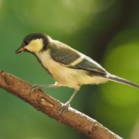 お山の幼鳥＆オオムラサキ　2025