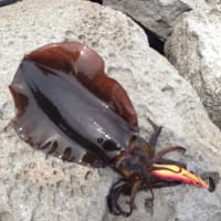 イカ釣り 大分県豊後高田市香々地 貴船 田舎の魅力 イカ釣り 大分県豊後高田市香々地 貴船 田舎の魅力